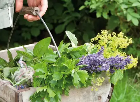 DALLA PIANTA AL BENESSERE